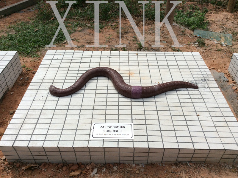 環(huán)節動(dòng)物模型
