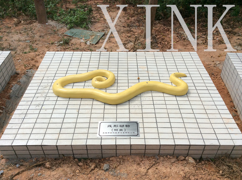 線(xiàn)形動(dòng)物模型