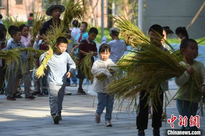 資料圖：小學(xué)生們體驗收割水稻。陳超 攝